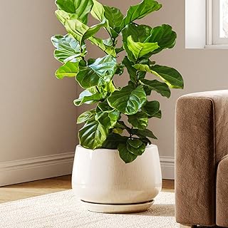 Maceta de Cerámica Esmaltada, Maceta de 30 cm con Orificio de Drenaje y Plato, Maceta de Interior Duradera para Decoración Moderna del Hogar, Beige