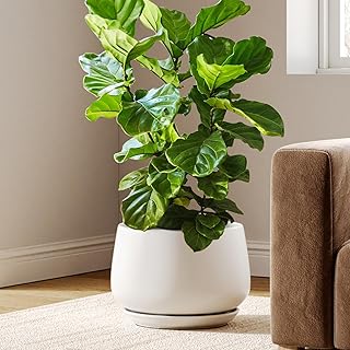 Maceta de Cerámica Esmaltada, Maceta de 30 cm con Orificio de Drenaje y Plato, Maceta de Interior Duradera para Decoración Moderna del Hogar, Blanco